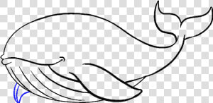 How To Draw Whale   Easy Way To Draw A Humpback Whale  HD Png Download