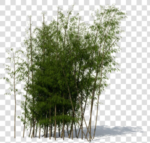 Bamboo Png   Bamboo Tree 3d Model  Transparent Png