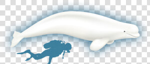 Clipart Whale Minke Whale   Beluga Whale Full Size  HD Png Download