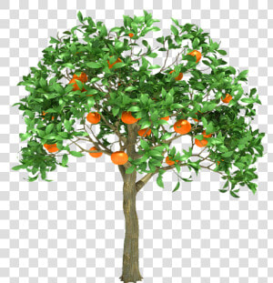 Orange Tree  Obm    Orange Tree 3d Model Free Download  HD Png Download