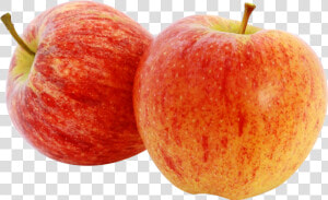 Apples Png Image Gala Apples   Haralson Apples  Transparent Png