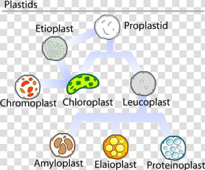 Plastids Are Responsible For Photosynthesis  Storage   Elaioplast  HD Png Download