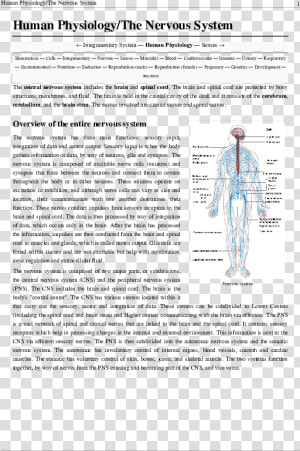 Nervous System Diagram  HD Png Download