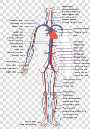 Circulatory Human System   Cardiovascular System Diagram Unlabeled  HD Png Download