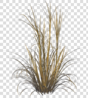 Grasses Png  Transparent Png