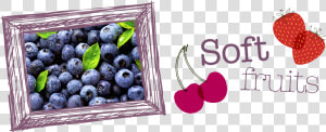 Soft fruits   Bilberry  HD Png Download