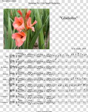 Canna Lily  HD Png Download