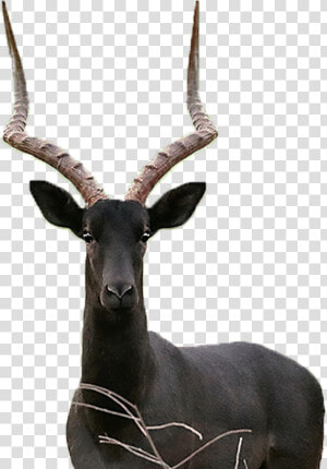 Kudu  HD Png Download