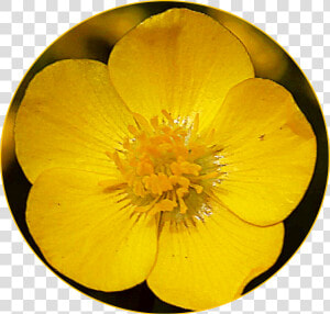  freetoedit  scyellow  yellow  flower  buttercup   Buttercup  HD Png Download