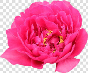 Buy Pink Peonies   Common Peony  HD Png Download