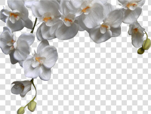 White Orchid Png Phalaenopsis   White Orchid Png  Transparent Png