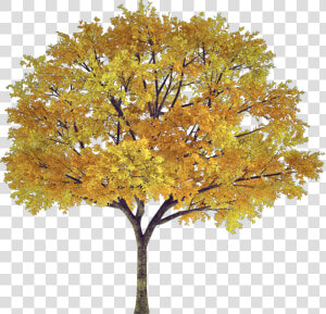  tree  arbol  frondoso  leafy  follaje  foliage  autumn   Autumn Tree Transparent  HD Png Download