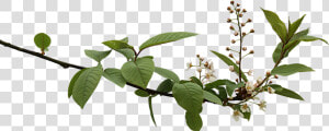 Png  Clipping  Branch  Graphics   Branch With Flowers Png  Transparent Png