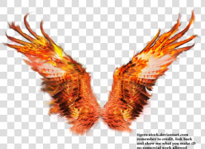 Phoenix Wings Drawing At   Phoenix Wings Transparent Background  HD Png Download