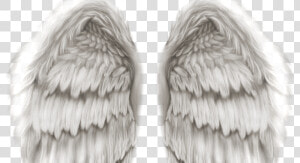 Transparent Angel Wings   Realistic Angel Wings Png  Png Download