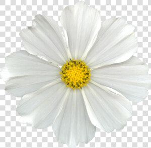 White Cosmos Flower Png  Transparent Png