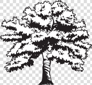 Clip Black And White Library Oak At Getdrawings Com   Oak Tree Drawing Transparent  HD Png Download