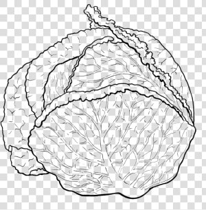 Transparent Cabbage Png   Cabbage Black And White Png  Png Download