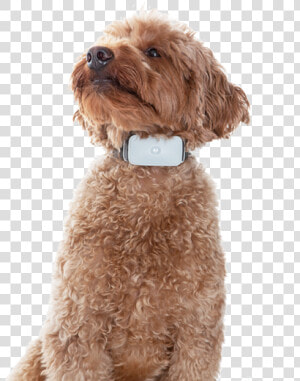 Labradoodle  HD Png Download