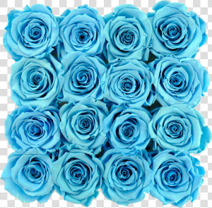 Blue Preserved Roses   Floribunda  HD Png Download