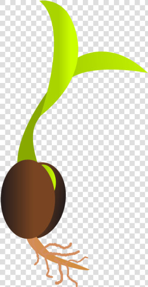 Seedling Clipart Mustard Seed   Seed Png  Transparent Png