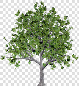 Texture Png Transparent Tree  Png Download   Canopy Tree Png  Png Download