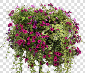 Hanging Flower Basket   Hanging Basket Flowers Png Free  Transparent Png