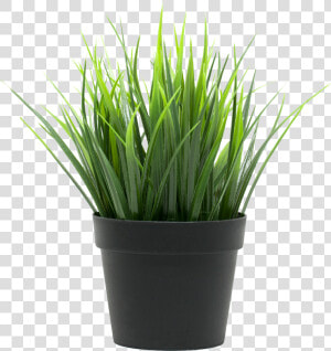 Potted Plant   Трава Икеа  HD Png Download