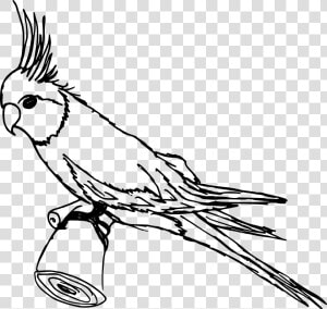 Drawing Alphabets Parrot   Parrot Clipart Black And White Transparent  HD Png Download