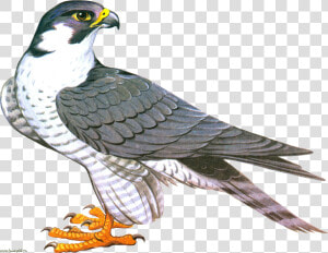 Falcon Png   Clip Art Falcon Png  Transparent Png