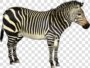 Quagga   Zoo Tycoon Zebra  HD Png Download