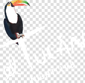 El Tucan Miami Logo Png  Transparent Png