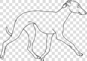 Whippet Italian Greyhound Line Art Dog Breed Drawing   Whippet Line Drawing  HD Png Download