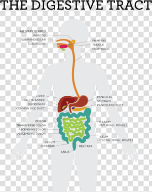 Congenital Sucrase Isomaltase Deficiency  HD Png Download