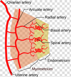 Spiral Arteries  HD Png Download