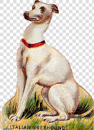 Dog Breed Italian Greyhound Animal Art Antique Image   Hortaya Borzaya  HD Png Download