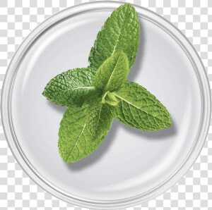 Spearmint Oil   Bowl  HD Png Download