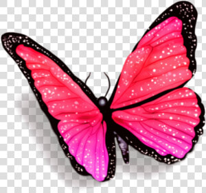  butterfly  butterflies  petsandanimals  fly  overlay   Butterfly With Shadow Png  Transparent Png