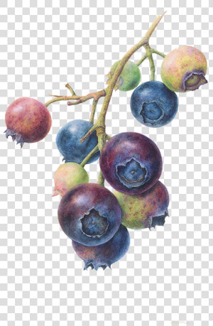 Botanical Art Blueberry   Png Download   Botanical Illustration Blue Berry  Transparent Png