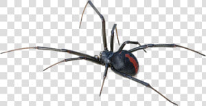 Black Widow Spider Transparent Background   Redback Spider  HD Png Download