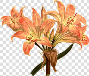 Jersey Lily Drawing Botanical Illustration Botany Free   Botanical Illustration Botanical Computer  HD Png Download