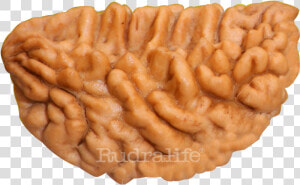 One Mukhi Rudraksha Rudraksha   1 Mukhi Rudraksha Kaju  HD Png Download