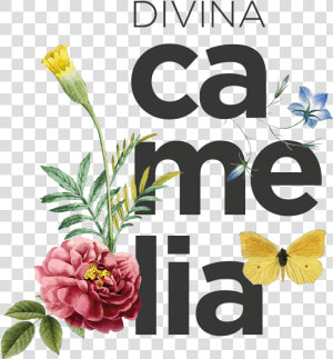 Divina Camelia   Howcast  HD Png Download