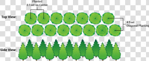 Transparent Arborvitae Png   Spacing Of Green Giant  Png Download