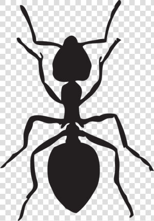 Hormiga  Insectos  Animales   Draw A Black Ant  HD Png Download