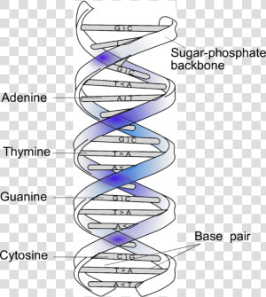 Double Helical Structure Of Dna And Complementary Base   Circle  HD Png Download