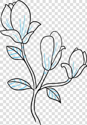 Clip Art How To Draw A Magnolia Flower   Magnolia Flower Drawing Easy  HD Png Download