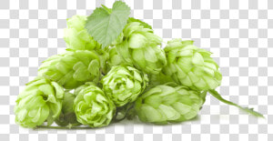 Hops   Beer Hop Png  Transparent Png