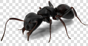 Ant Man Spider Man   Black Ant Png  Transparent Png