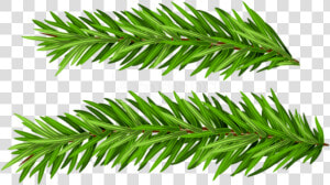 Free Png Pine Branches Set Png Images Transparent   Real Christmas Tree Branches Png  Png Download